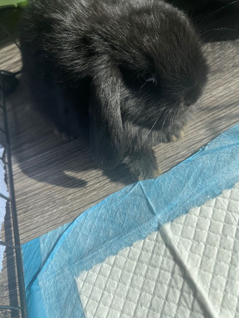Baby mini lops