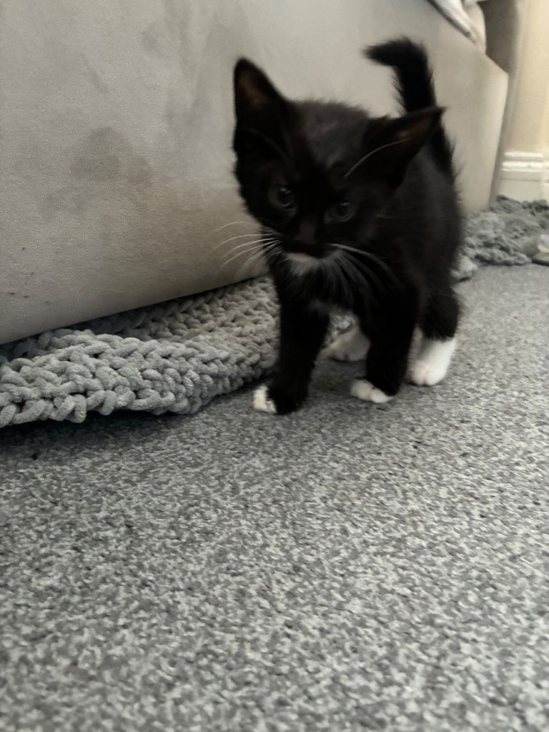 Mixed breed Norwegian forest