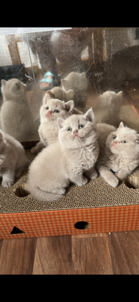 I have pure BSH kittens available first week of October 