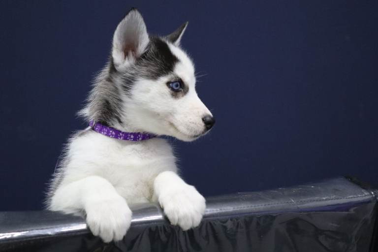 Pure Husky puppies looking for forever home 