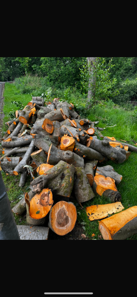 Free hardwood logs