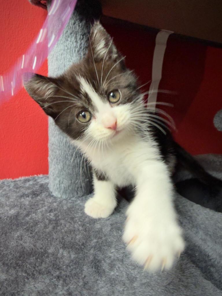 9 week old tuxedo kitten