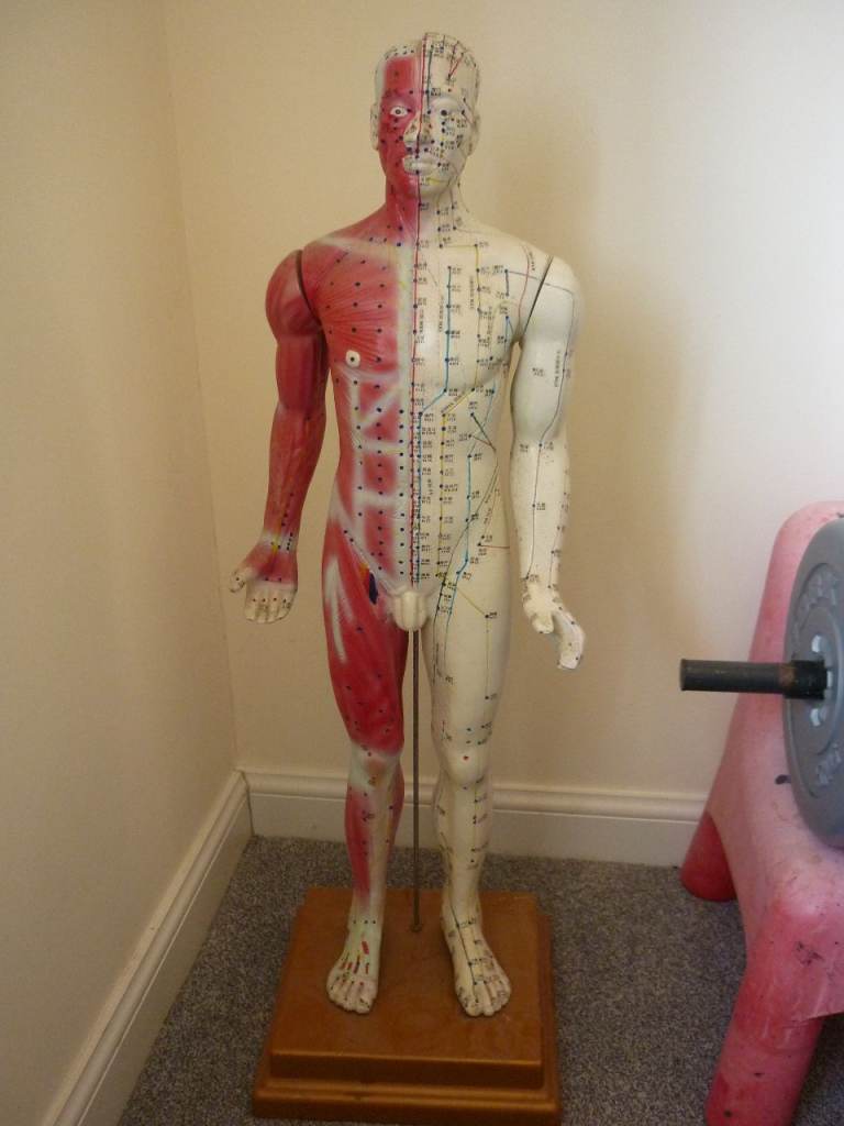 Anatomical Human Body Model - Half Muscle, Half Acupuncture Map