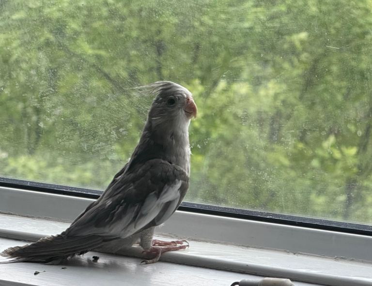Baby cockatiel birds and budgies