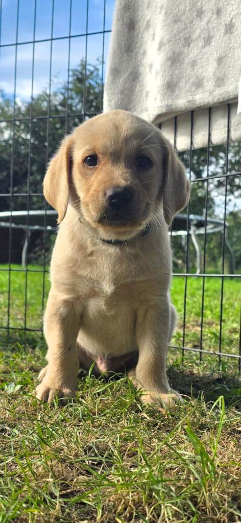 LAST BOY! Labrador puppies for sale 