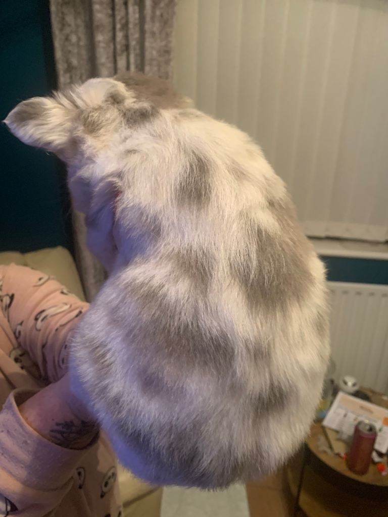 Quality fluffy French Bulldog pups 