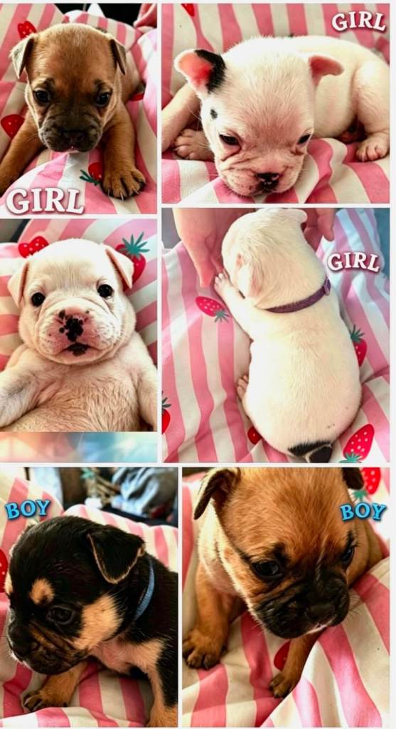 Olde english bulldog/frenchie babies
