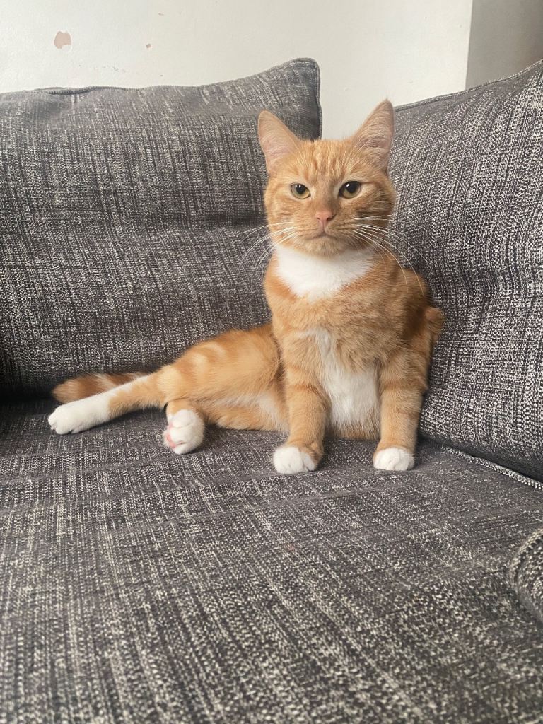 Male and female cats 