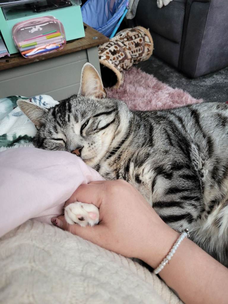 Mixed breed- bengal/maine coone.