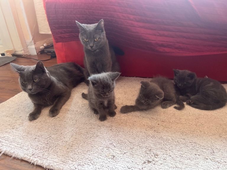 🐾 Beautiful Blue/Grey Kittens 1 male, 2 females Ready for Loving Homes 🐾