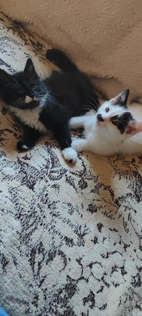 Kittens for sale 