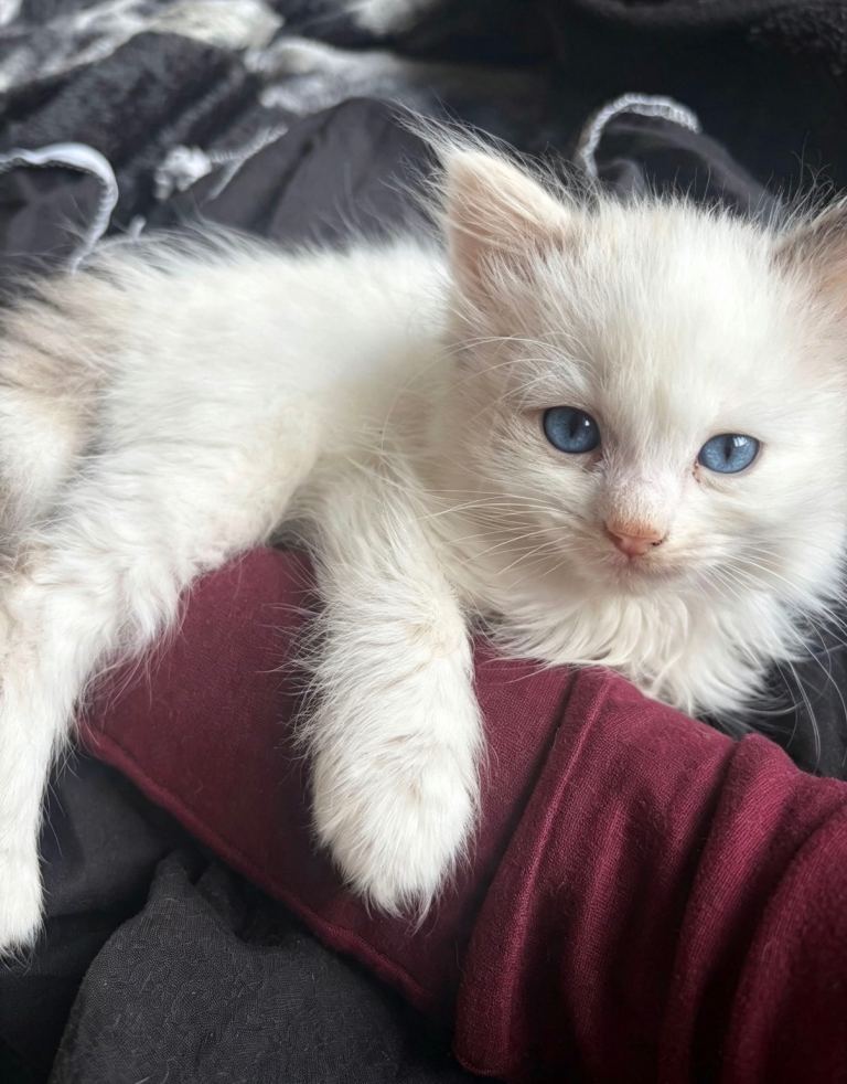 ragdoll