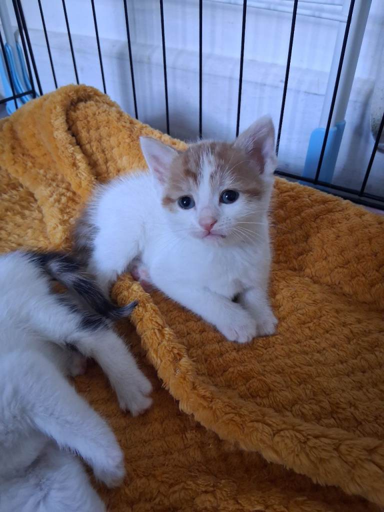 2 Beautiful Male Kittens 
