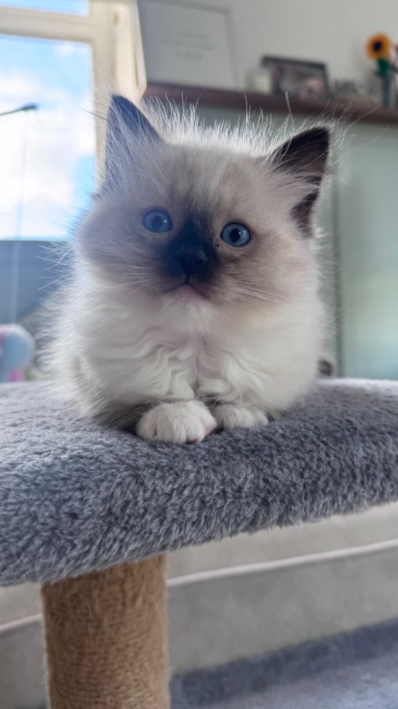 ALL RESERVED - Fluffy Ragdoll kittens