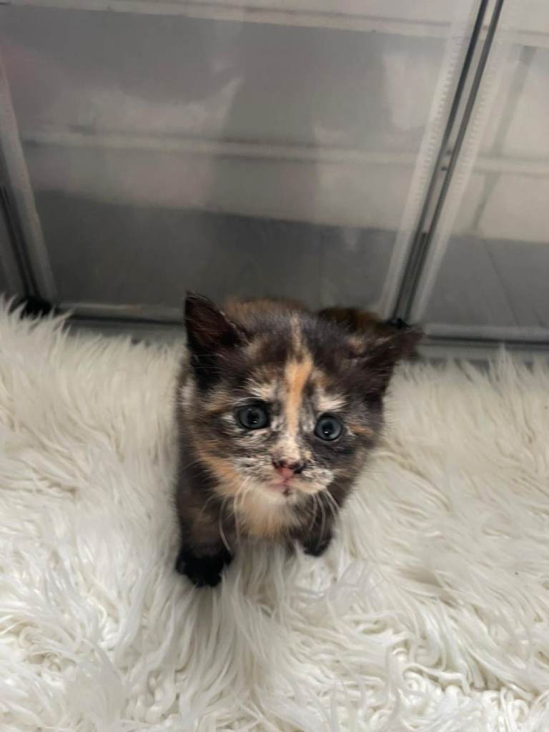 Turkish angora kittens 3female and 1x male