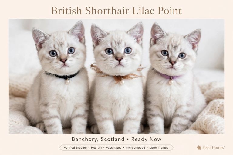 BSH Kittens 16 Weeks Old Ready Now - Mum & Dad Seen - Banchory - £650