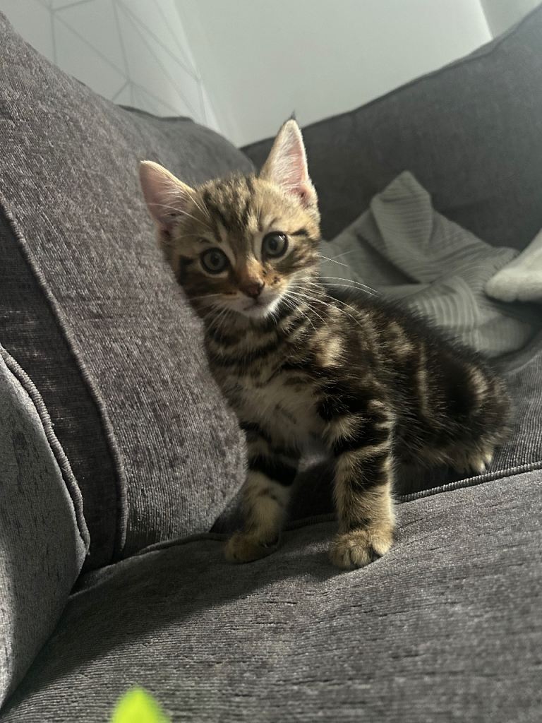 11 weeks Mixed Maine Coon kitten 
