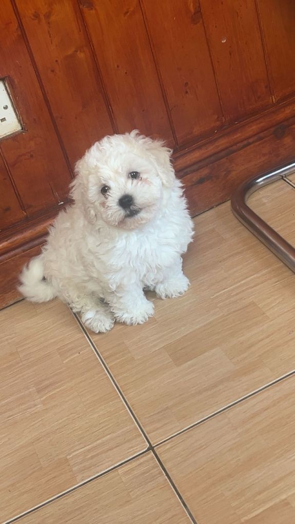 Three beautiful Bichon Frise puppies. 