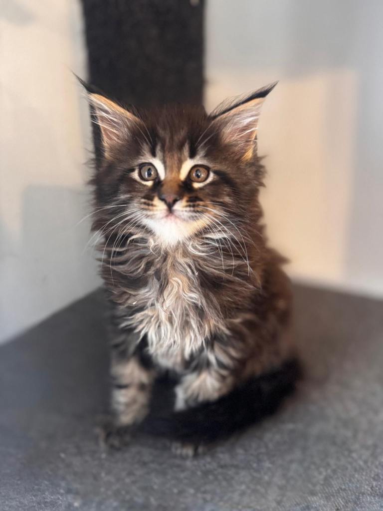Maine Coon Kittens