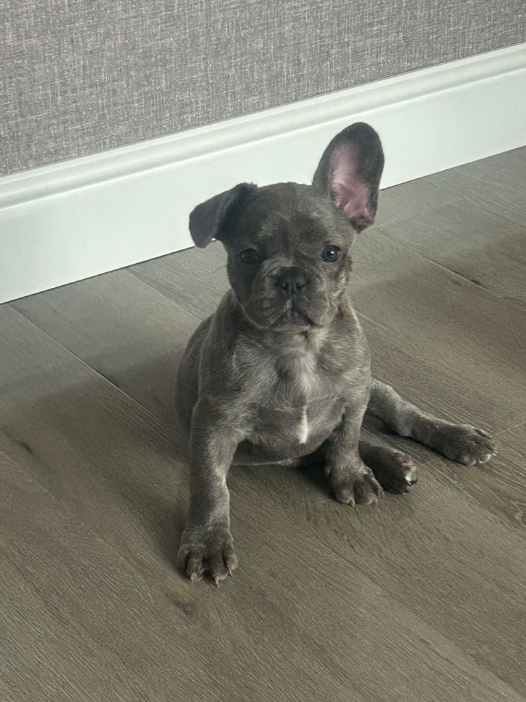 French Bulldog Pup