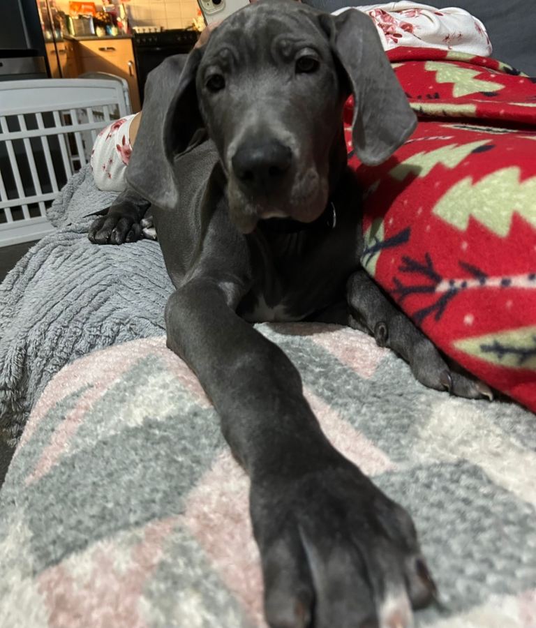 Great Dane puppy