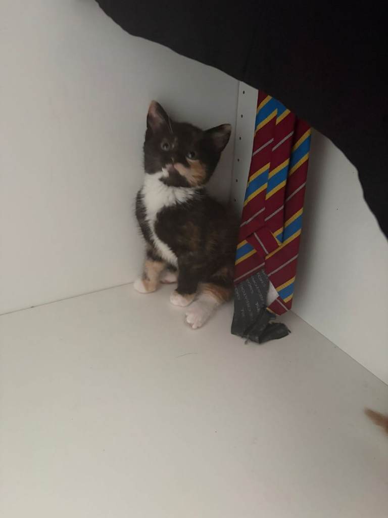 3 Kittens 