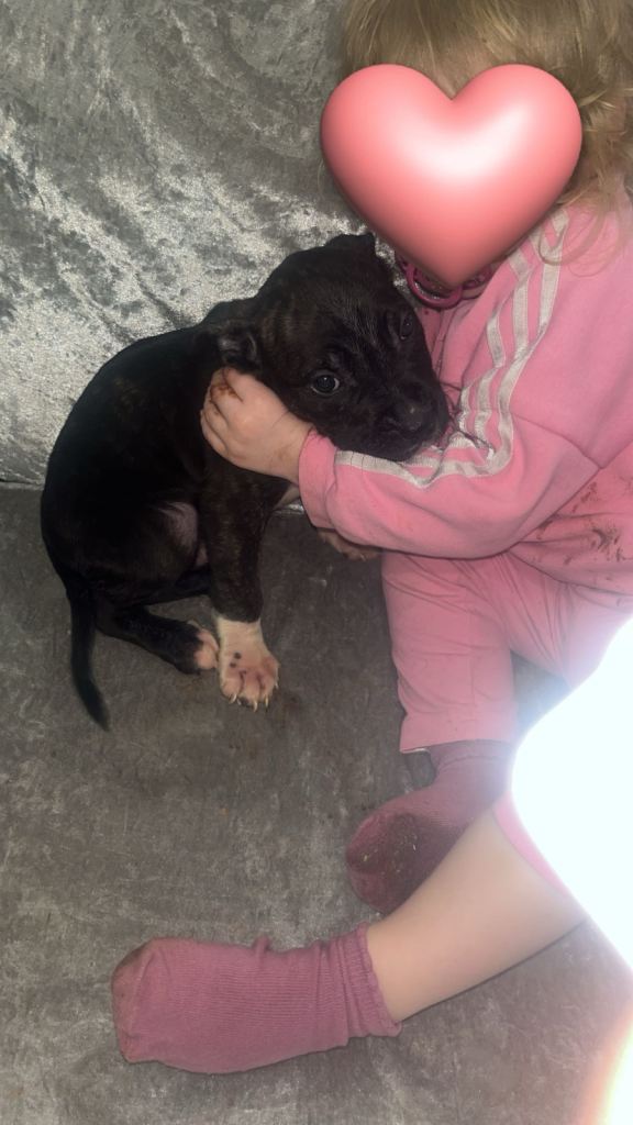 🐕 Chunky Staffy x Cane Corso Puppies Looking for Forever Homes