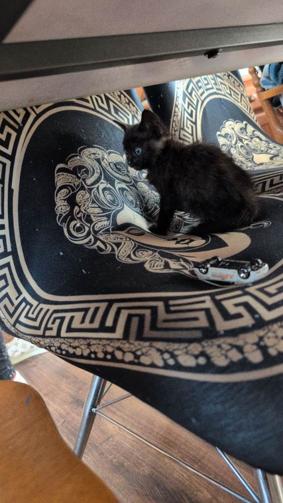 Kittens for sale 