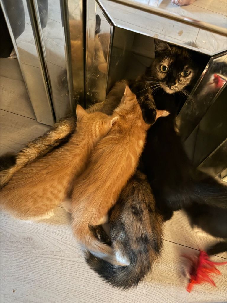 Kittens