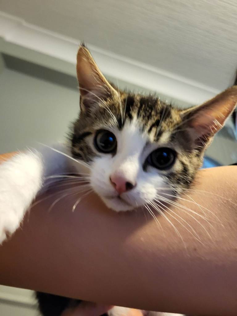 3 kittens for sale 
