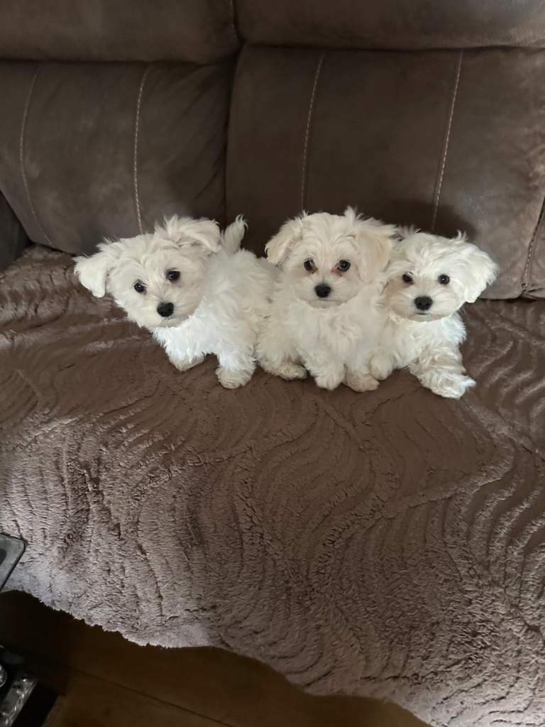 Bichon Maltese 