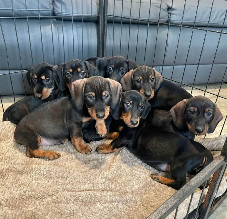 Dachshund Puppies Ready Now