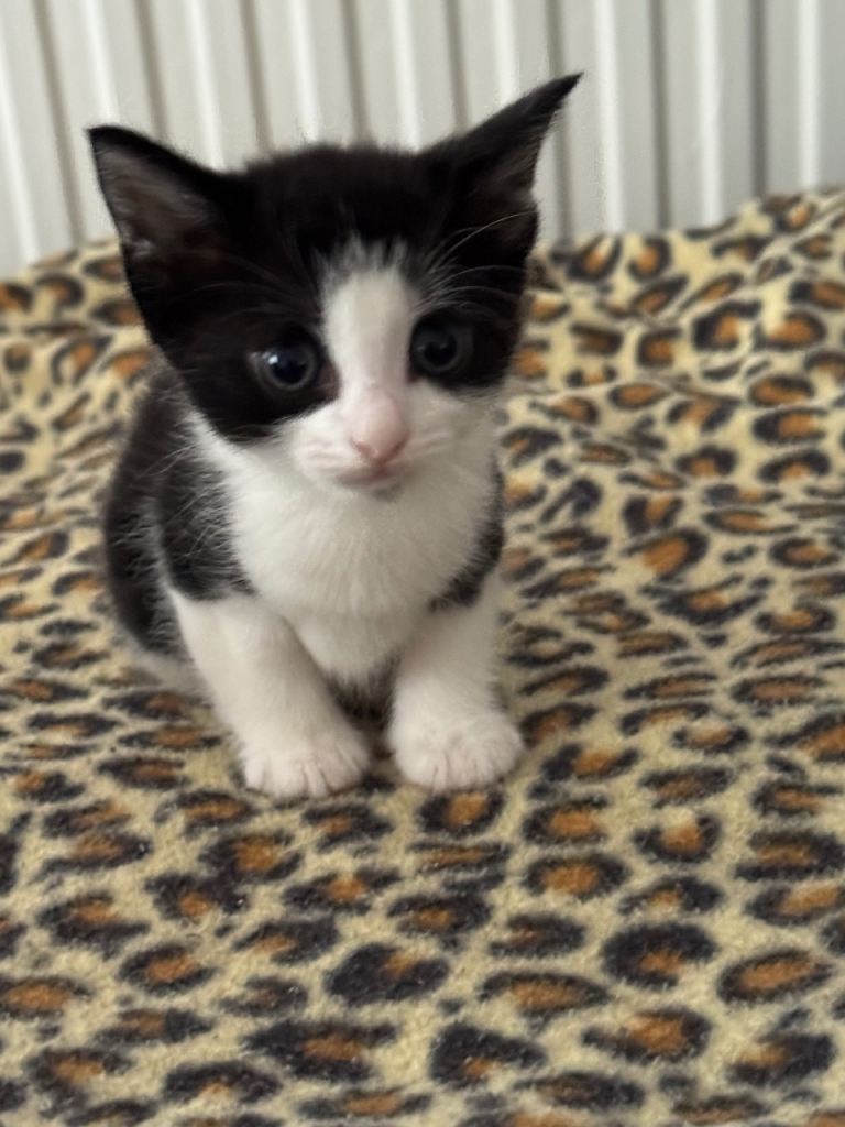 Lovely kittens 