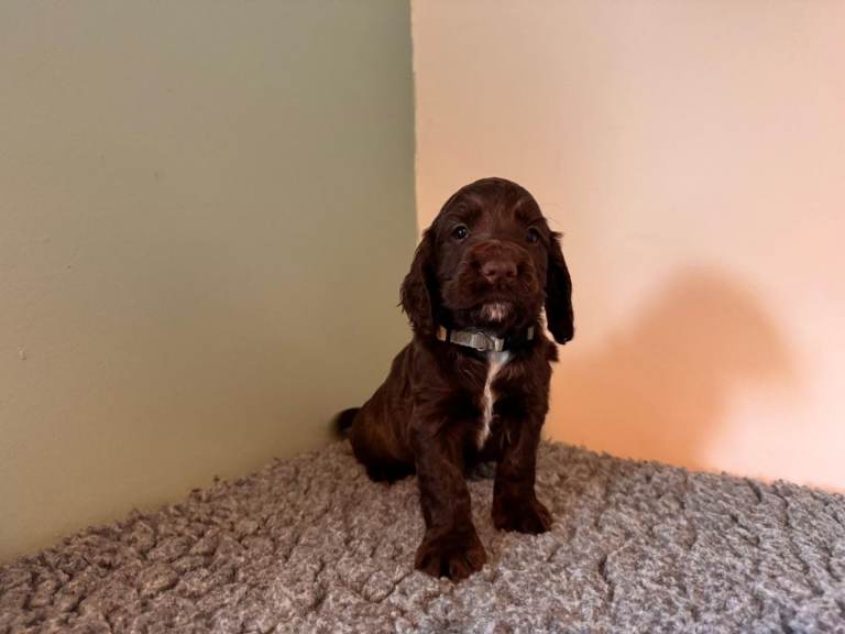 Beautiful Sprocker Spaniel Puppies