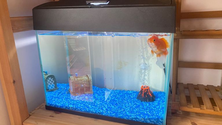 Goldfish with Tank