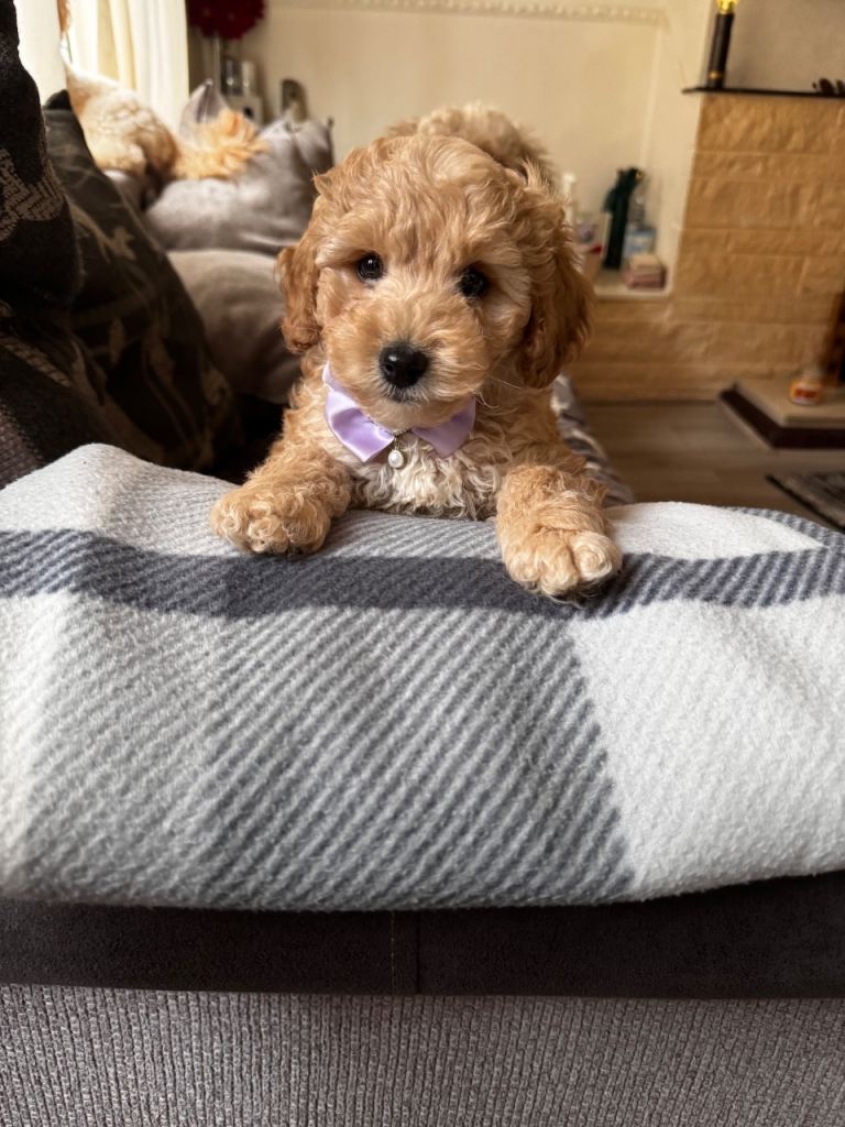 Male cockapoo puppy