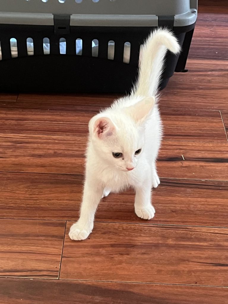 White male kitten for sale 