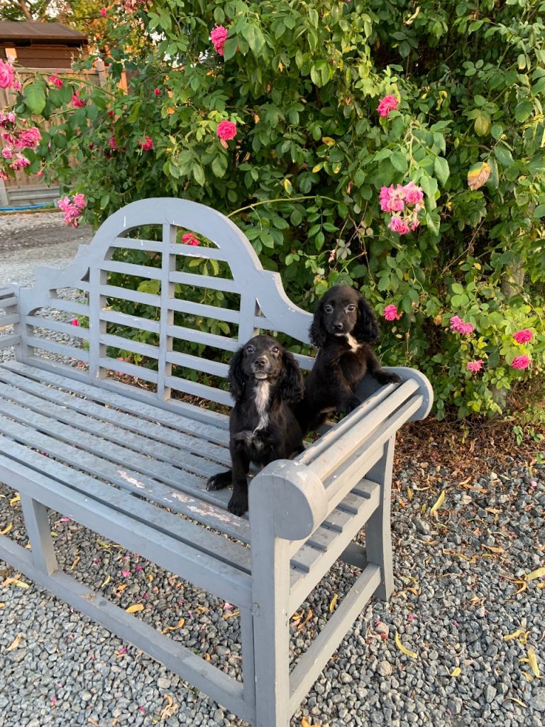  two beautiful Cocker spaniel is left