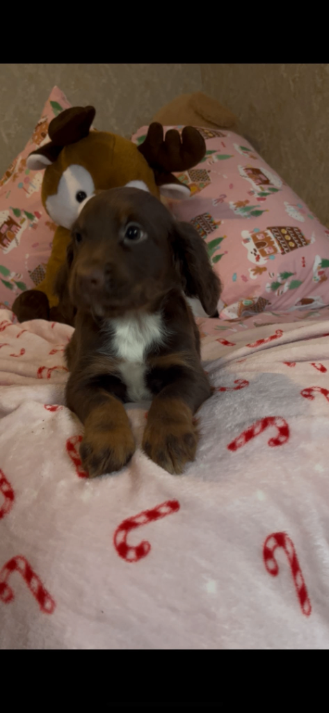 Cocker spaniel puppies