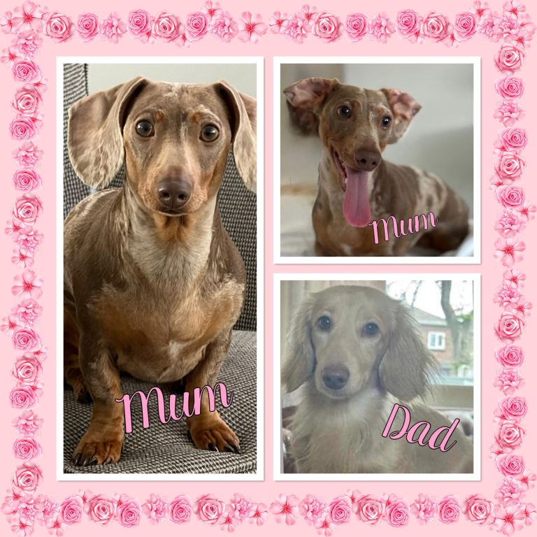 Miniature dachshund puppies