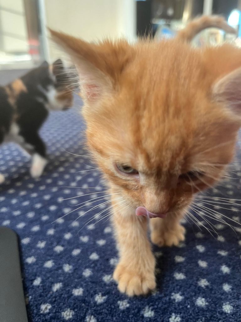 Seven beautiful kittens looking for there forever Home