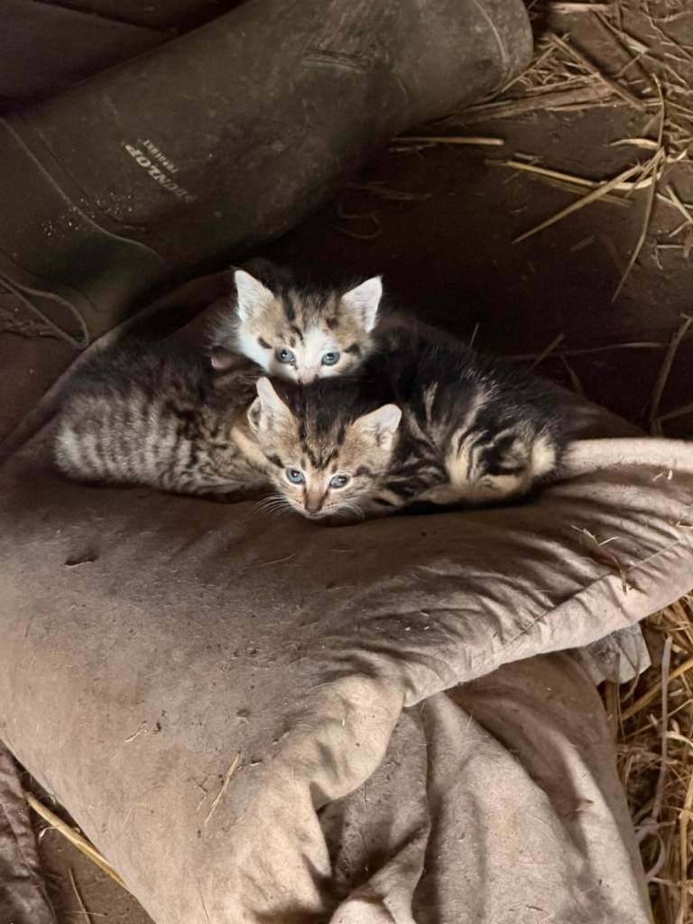 Beautiful kittens 