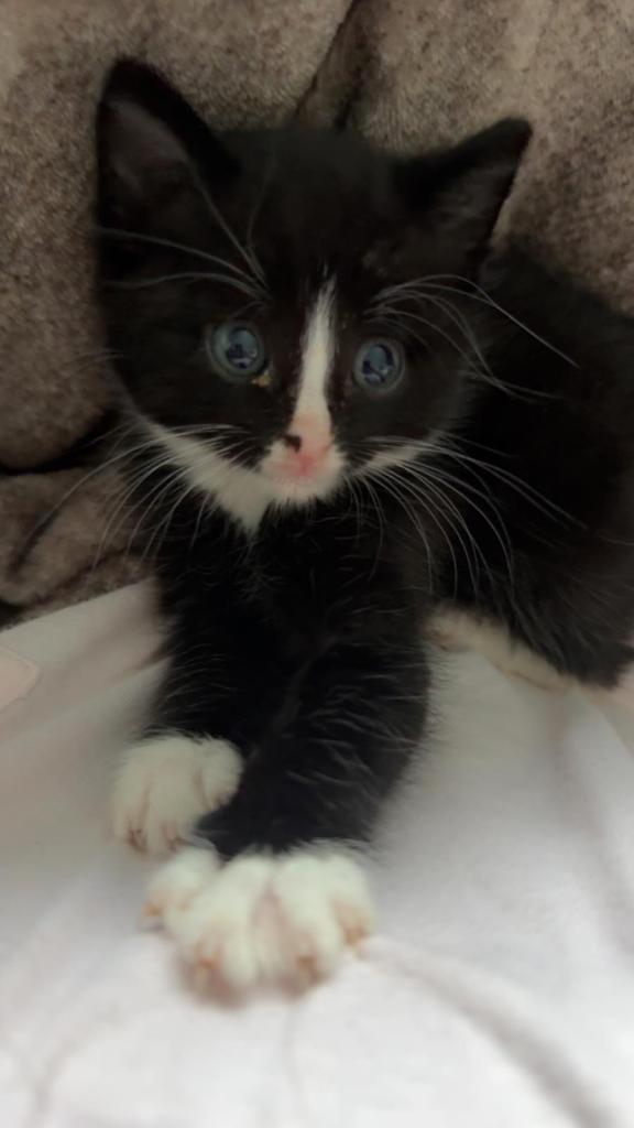 2 kittens (8weeks) £150