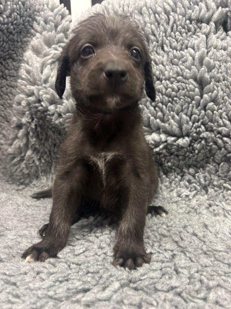 GENUINE BEDDY WHIPPETS 2 BOYS LEFT