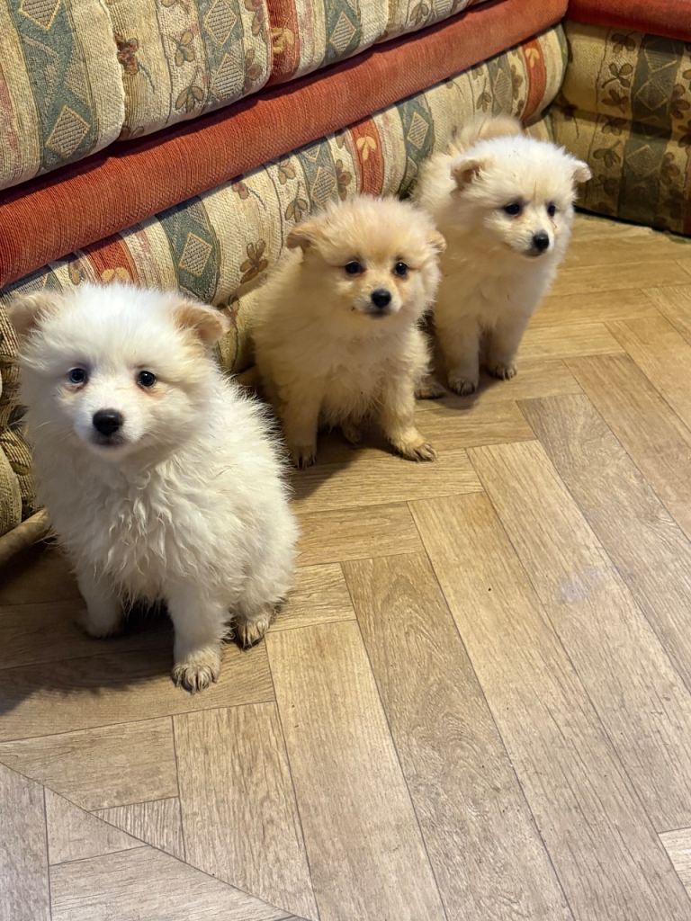 Mini Pomeranians