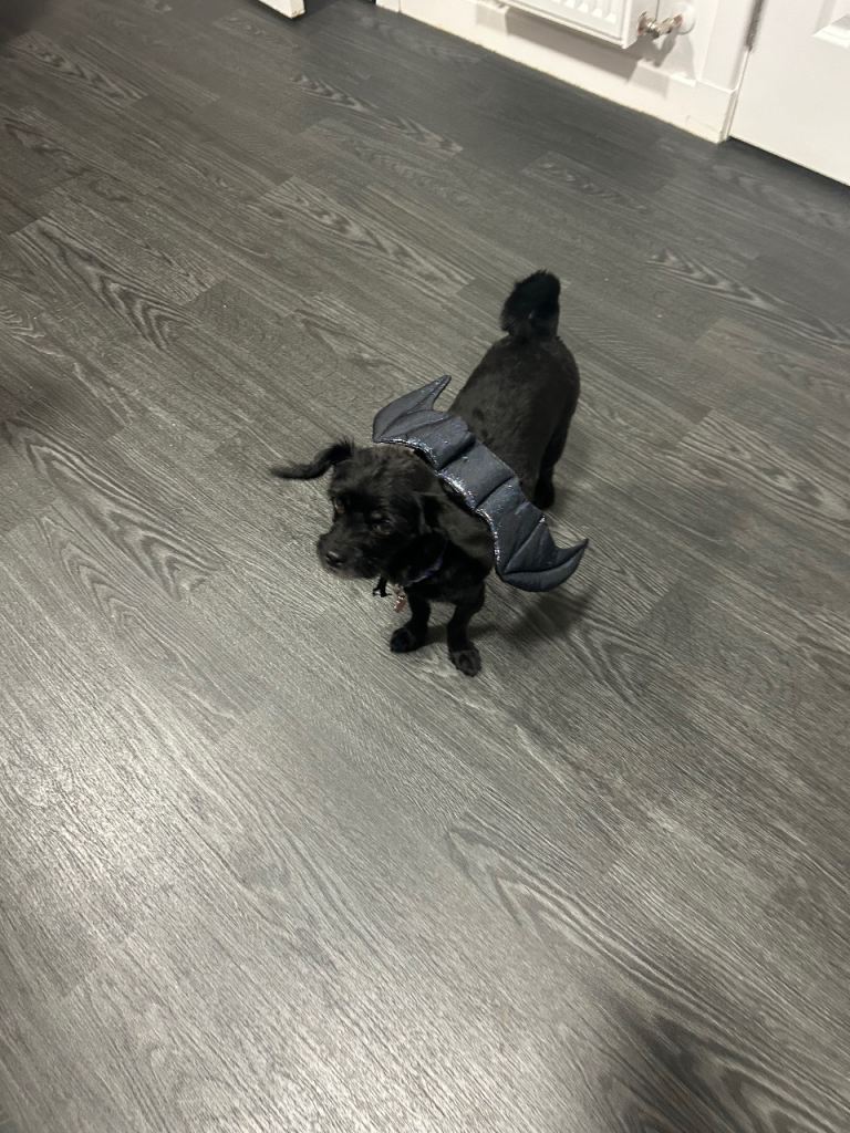 Chipoo for rehoming ( Coco )