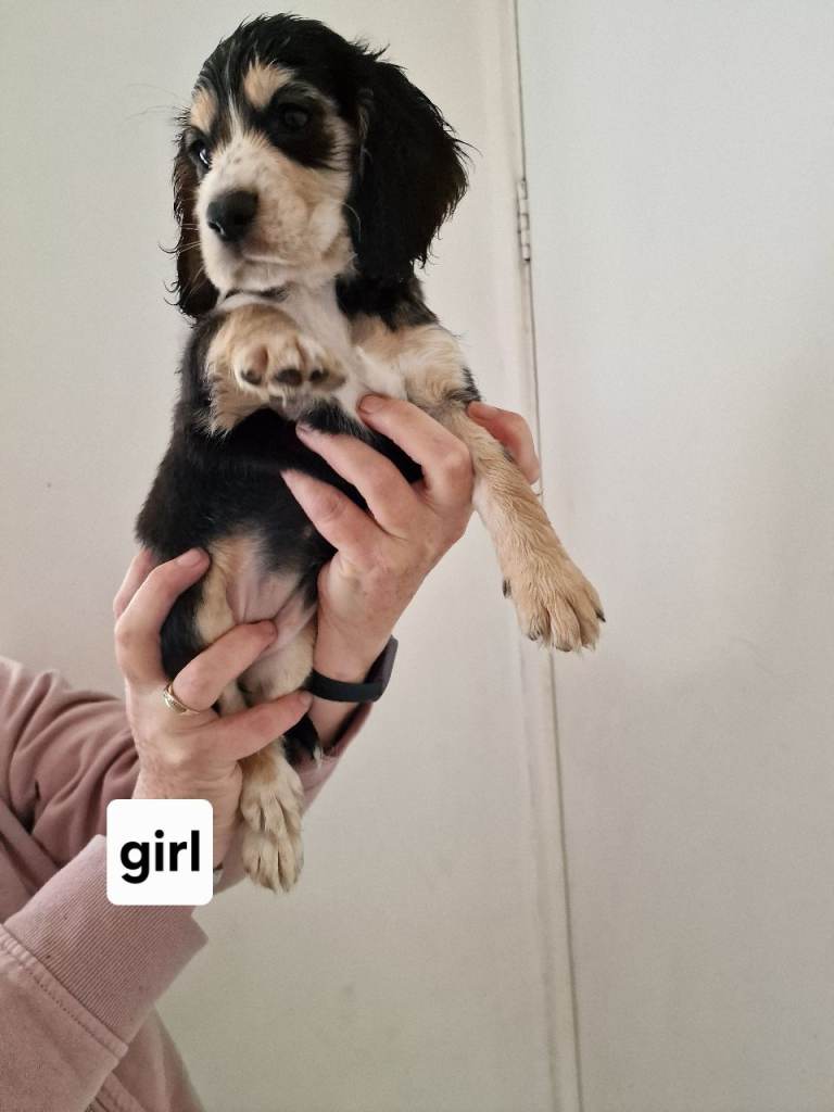Ready to leave now. Cocker spaniel puppies 