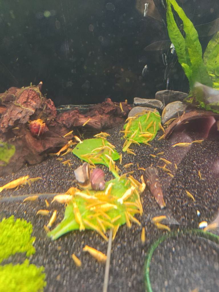 Bloody Mary Shrimp, Blue Dream Shrimp and Yellow Dream Shrimp, viviparous snails 
