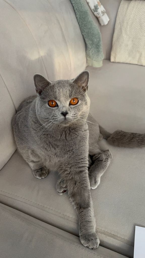 BRITISH SHORTHAIR 