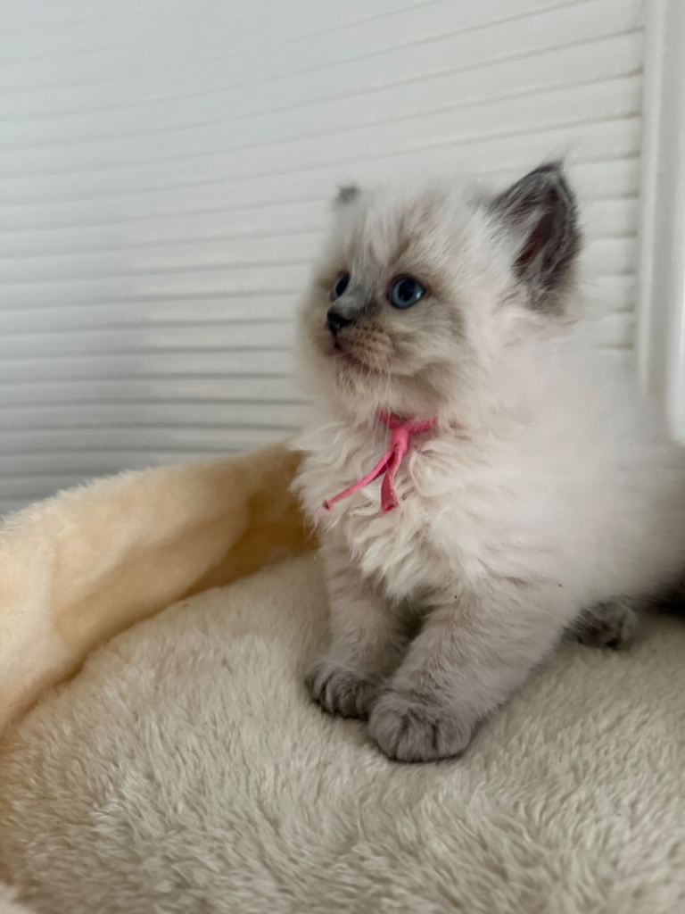 Ragdoll kittens